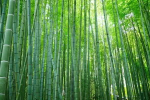 Why Bamboo Viscose: The Fabric Revolutionizing Sportswear