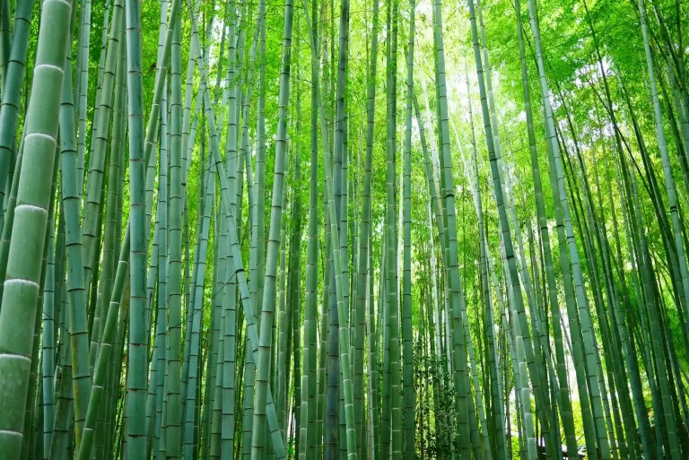 Why Bamboo Viscose: The Fabric Revolutionizing Sportswear