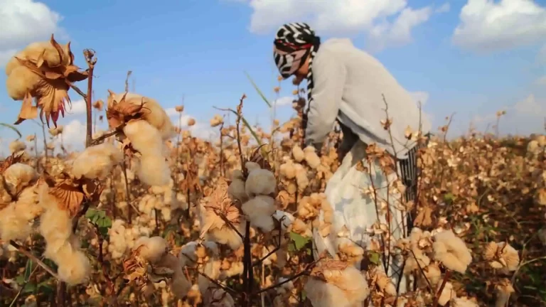 Naturally Coloured Cotton: A Sustainable Textile Alternative