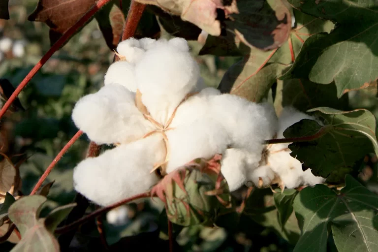 Why Organic Cotton Is Better for Sustainable Activewear